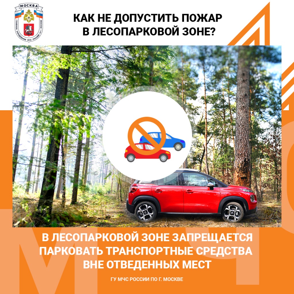 Лес_авто.jpg