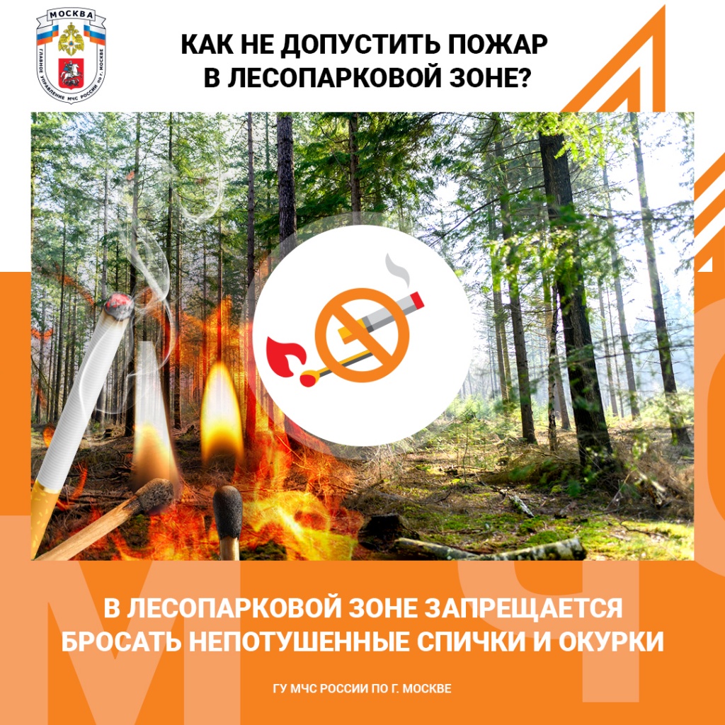 Лес_спички.jpg